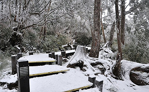 又要下雪了！週四濕冷低溫下探5度 太平山、陽明山降雪有望