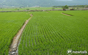 桃園一期作停灌2.7萬公頃！農委會下午3：30說明