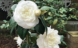 台北花系列三連發！漫步花海一掃疫情陰霾