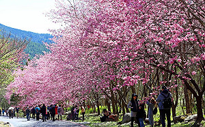 2月上山賞櫻花！武陵農場4大交管措施搶先看