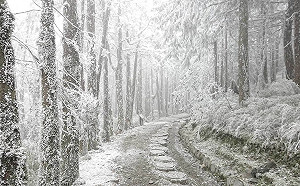 連兩波冷空氣接力！山區有望降雪  氣象局：北台溼冷到下週