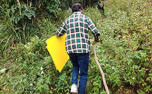 一窩幼犬受困山區墓園 新北市動保員翻山越嶺神救援