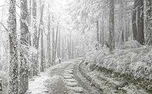 太平山最低溫恐-4度！進山區旅遊應注意保暖和安全