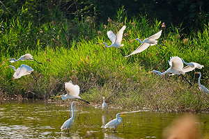 養禽業提高警覺！鰲鼓濕地檢出H5亞型高病原流感