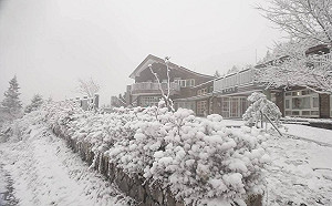 太平山積雪5公分！6公里車潮搶看「銀白色雪國」