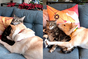 熱情柴柴想示好求關注　貓咪一臉「心很累」：奴才快救駕！