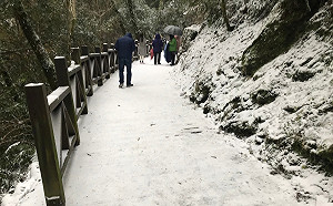 (影)拉拉山神木區積雪20cm！山頭一片雪白