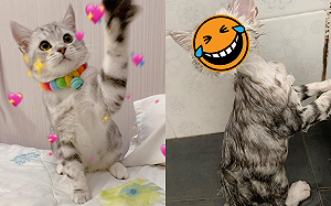 (影)天使小萌貓遇水「瞬間消風」　網笑：變小小外星人～