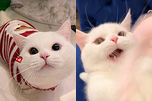 (影)主人逗貓「手速過快」　圓眼小貓一臉呆萌伸手：偶有抓到嗎？