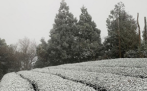 追雪最新交管資訊一次看！合歡山等6山區道路夜間封閉
