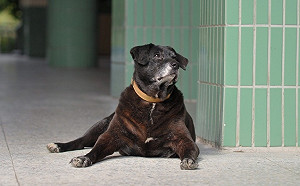 新北最長壽校園犬  市府動保處偕樹林高中長照狗瑞「小黑」