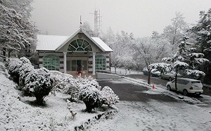 台東向陽山區降雪 山坡樹倒一度阻斷台20線