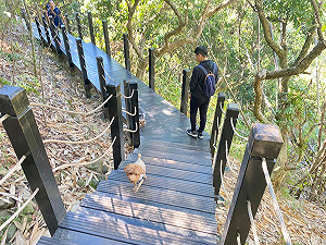 大坑10號步道嶄新亮相 安全舒適度再升級