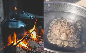 烏龜被凍暈！她竟煮來吃　結局嚇壞