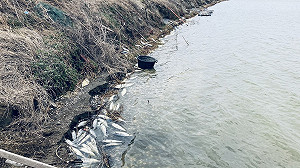 霸王寒流連番侵襲  嘉縣養殖漁業平均受害6.7%