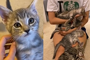 (影)全身被「奶貓睡遍」不敢動　網羨：是貓咪天國！