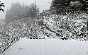 (影)拉拉山雪下不停！巨木區成夢幻銀白世界