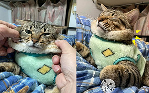 媽曬貓照驚見肥厚「嘴邊肉」溢出見客　網笑：自備脖圍啦！