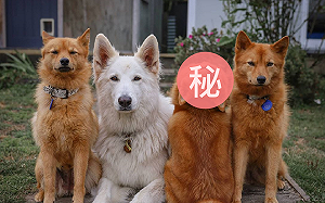 (影)狗狗拍照就愛「搞怪招」　網驚：這是大法師嗎！？