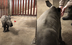 (影)犀牛寶寶好快樂！踏著「踢踏舞步」彈到人類面前：一起玩～