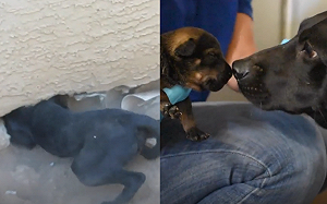 (影)狗爸爸瘋狂「鑽牆縫」引導　挖開後驚見六隻奶犬藏裡面！