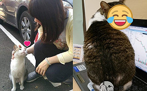 浪貓看媽眼神充滿愛騙到手都變了　網笑：不用努力了！