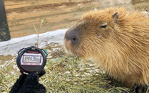 (影)動物園舉行「水豚泡湯大賽」　冠軍長泡104分鐘：爽啊！