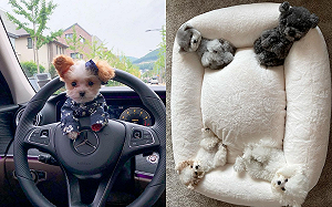 (影)袖珍犬睡大床　竟能「一隻睡一角」！