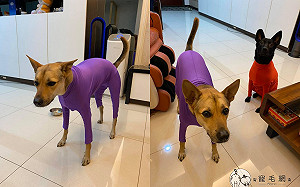 (影)寒流來襲！媽媽給狗套上「超級緊身衣」　網笑：韻律體操服？
