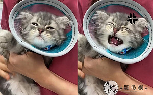 (影)小萌貓第一次打預防針　滿臉委屈哭哭：你們都欺負偶！