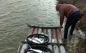 文蛤混養虱目魚寒害勘災  嘉縣府加碼3000元除藻補助