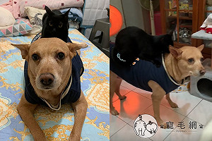 (影)「毛茸茸小黃」是黑貓的坐騎　網笑：這隻貓搭免錢的車