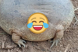 戽斗星球來的？柬埔寨出現長相超奇特「氣球蛙」