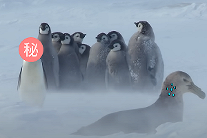 (影)小企鵝遇襲圍圈發抖　竟被「流氓企鵝」所救！
