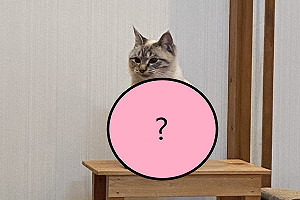 乍看以為貓頭鷹！奴才表示「主子坐姿好怪」網笑翻