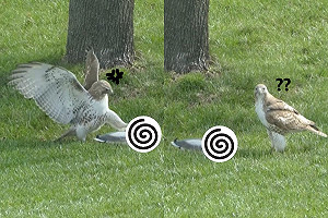 (影)被當塑膠超不爽　老鷹出抓猛踹「鴨子」：有點反應好嗎？