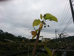 寒流過境農損破億！屏東縣占損失52%  農產品蓮霧最慘