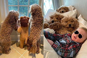 (影)幸福嬰兒在「毛茸茸中」長大　網羨：我也想這樣！