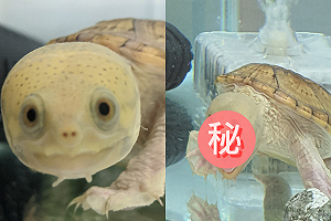 (影)烏龜超驚訝！下巴差點「掉地上」　網笑：孟克的《吶喊》？