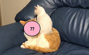 (影)高級坐墊？小貓趁貓哥理毛一屁股坐下　網笑：傻眼貓咪！