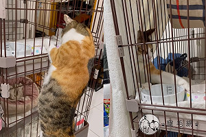 (影)媽撞見三花貓「偷抓食物」　大笑：有小偷！