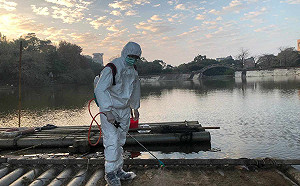 中正大學黑天鵝檢出禽流感  湖面鵝鴨全面撲殺