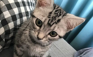 網紅苦笑：你敢信這是同一隻貓？貓咪三年變化差超多