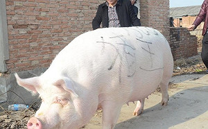 中國出現新的豬瘟！專家斷言：毒株是由人造的