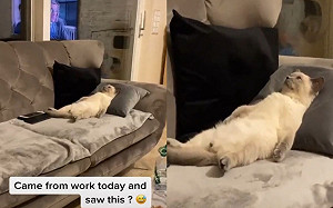 思考貓生？貓咪爽躺沙發發呆　網笑：需要聊一下？