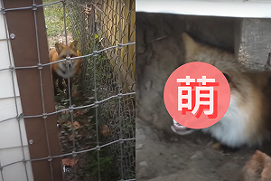 (影)狐狸卡在房屋縫隙　一臉憨呆左瞧右瞧：「怎抹辦？！」