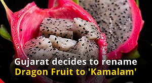 遷怒火龍果 ! 名字太像中國 印度硬改名為「蓮花」