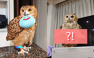 (影)貓頭鷹站送風處被大風「直直吹」　網笑：春光外洩囉！