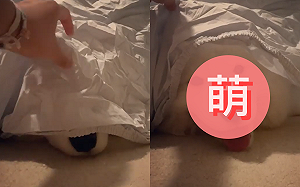 (影)主人掀開毯子　熟睡薩摩耶秒露「暖心微笑」：我在這～