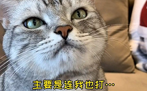 貓咪也會偏心？千萬網紅無奈：連我都打